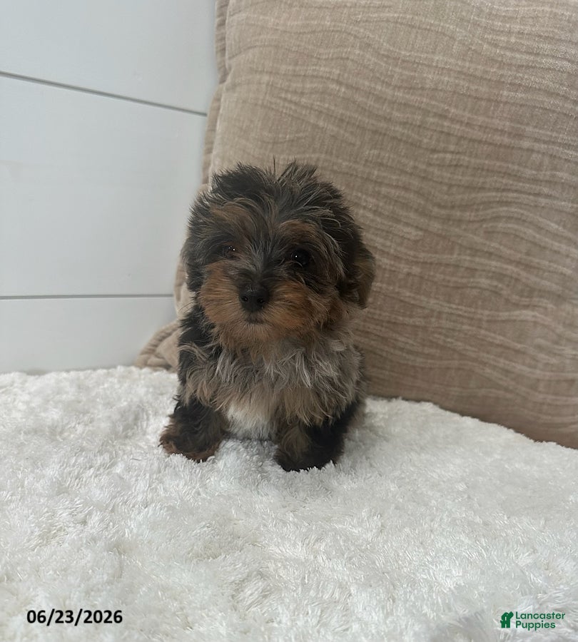 Yorkiepoo dogs Pepper - Ad 1