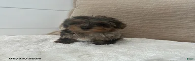 Pepper