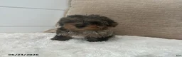 Yorkiepoo dogs for sale: Pepper - Ad 1