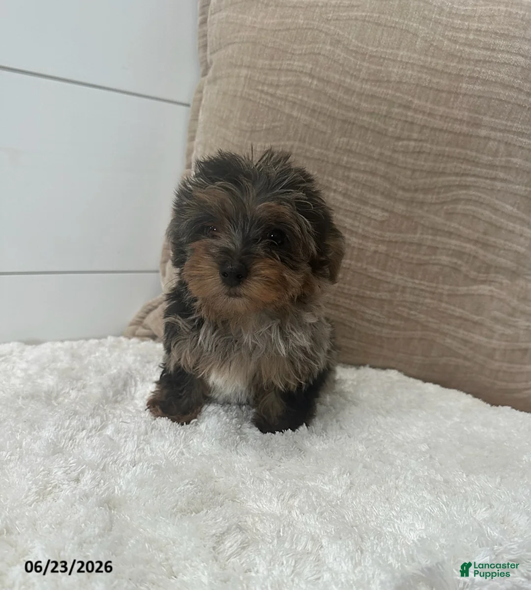 Yorkiepoo dogs for sale: Pepper - Ad 1
