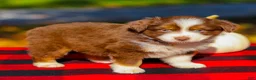 Miniature Australian Shepherd dogs for sale: Ace - Ad 4