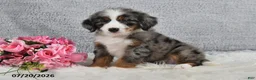 Mini Bernedoodle dogs for sale: Kenji - Ad 4