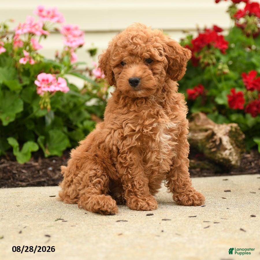 Miniature Poodle dogs Ralph - Ad 1