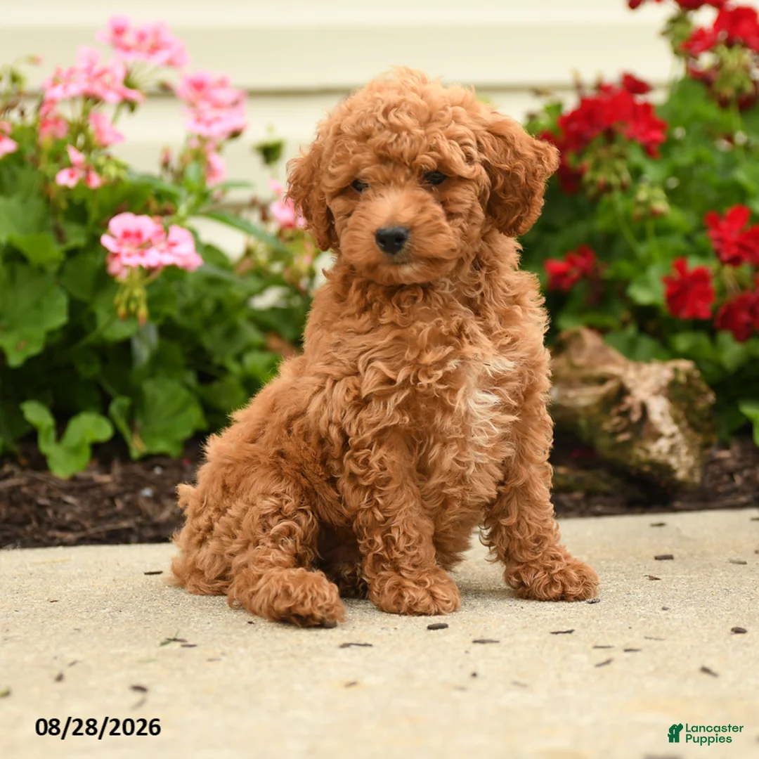 Miniature Poodle dogs for sale: Ralph - Ad 1