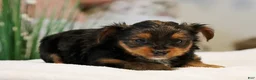 Yorkshire Terrier dogs for sale: Ty - Ad 4