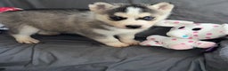 Siberian Husky dogs for sale: Siberian Husky Shadow - Ad 1