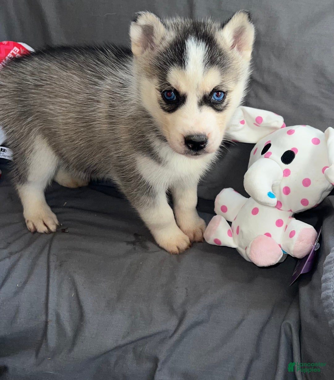 Siberian Husky dogs for sale: Siberian Husky Shadow - Ad 1