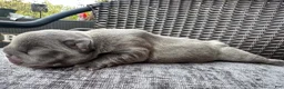 French Bulldog dogs for sale: French Bulldog 4 FEMALE - Ad 8