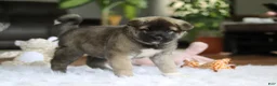 Akita dogs for sale: Ace - Ad 4