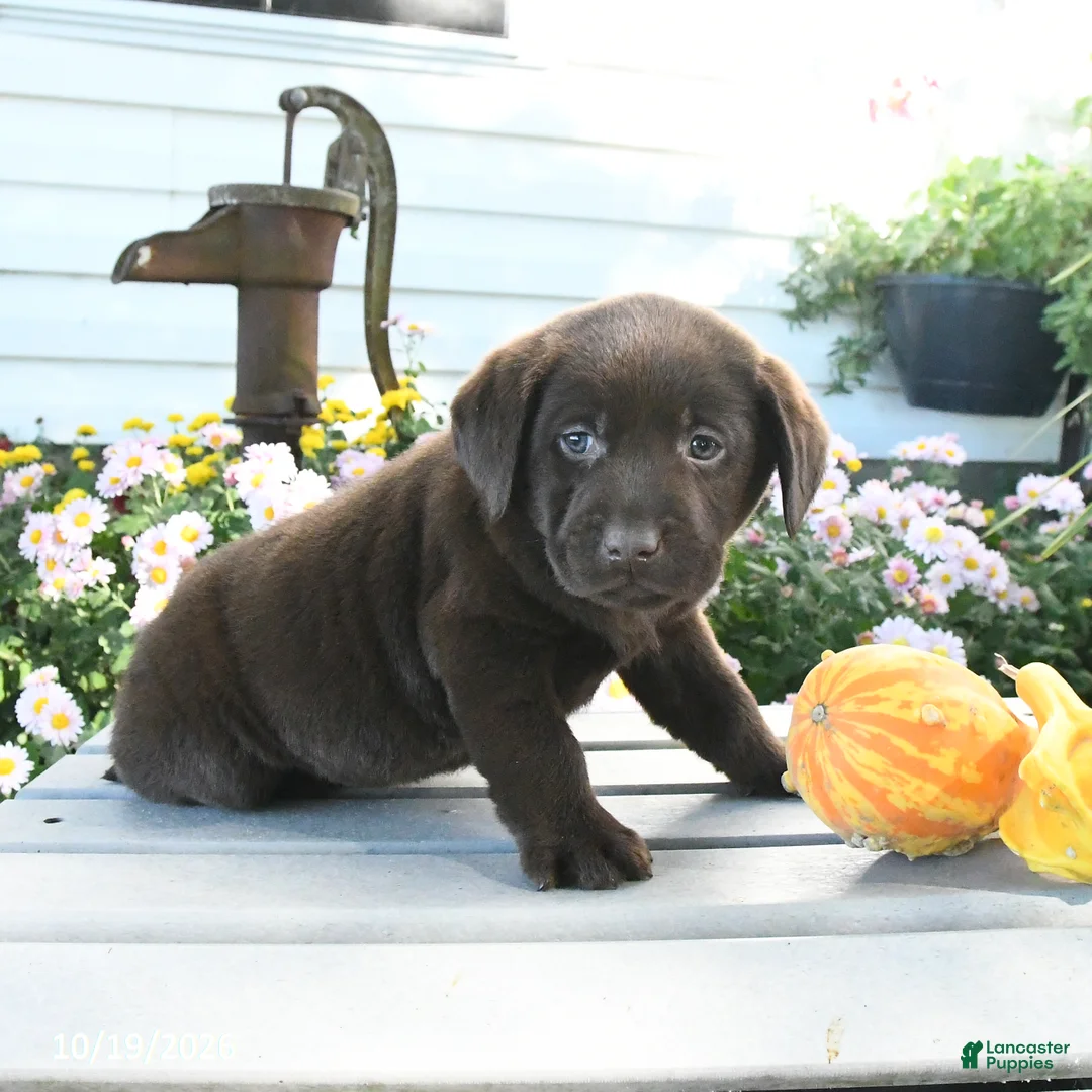 Labrador Retriever dogs for sale: Jax - Ad 3