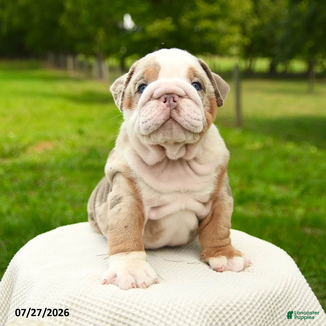 English Bulldog dogs for sale: Sarge - Ad 2