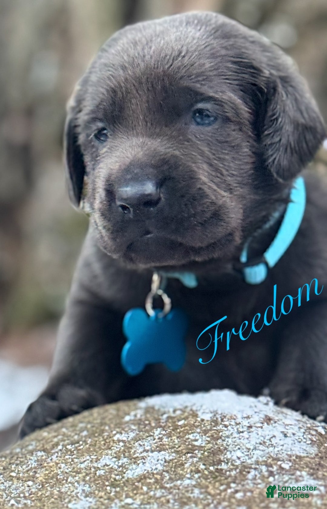 Labrador Retriever dogs for sale: Labrador Retriever Puppy 1 - Ad 19