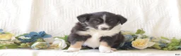 Border Collie dogs for sale: Buddy - Ad 5
