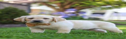 Labrador Retriever dogs for sale: Buster - Ad 7