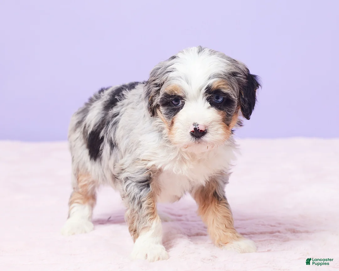 Mini Bernedoodle dogs for sale: Rambo - Ad 7