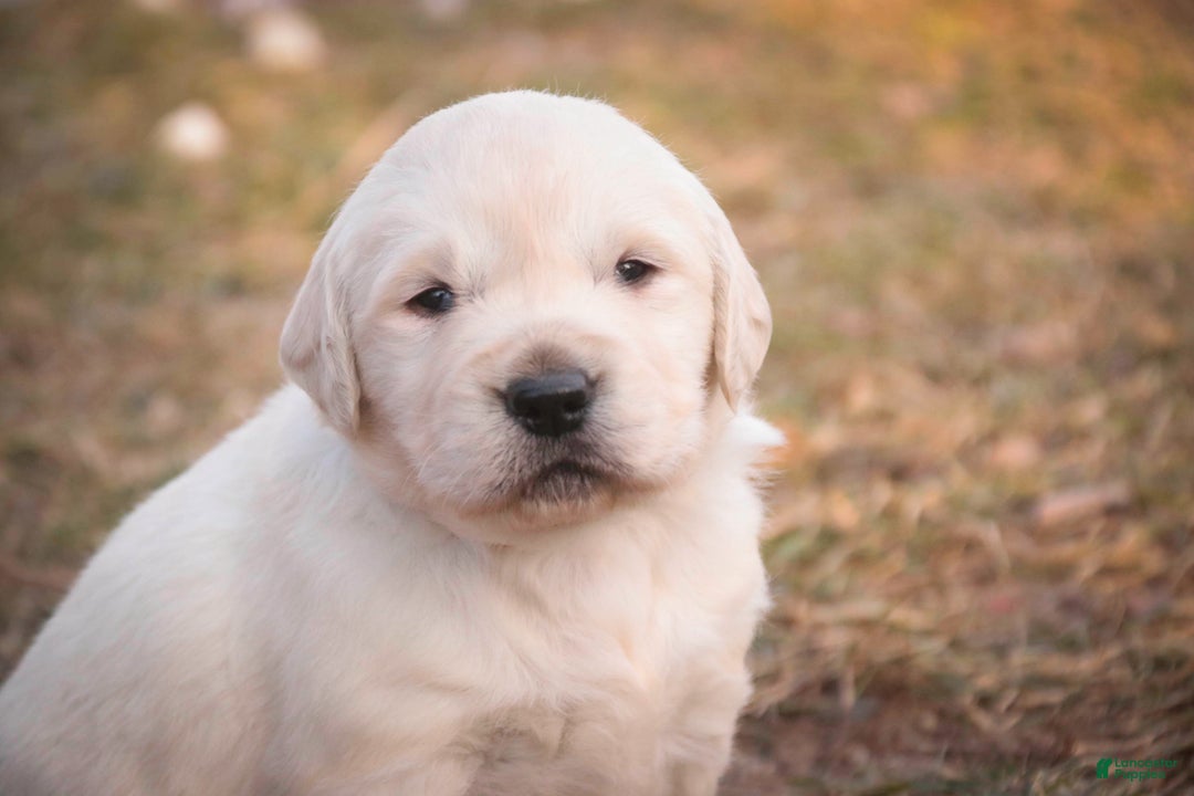 Golden Retriever dogs for sale: Rumble - Ad 9