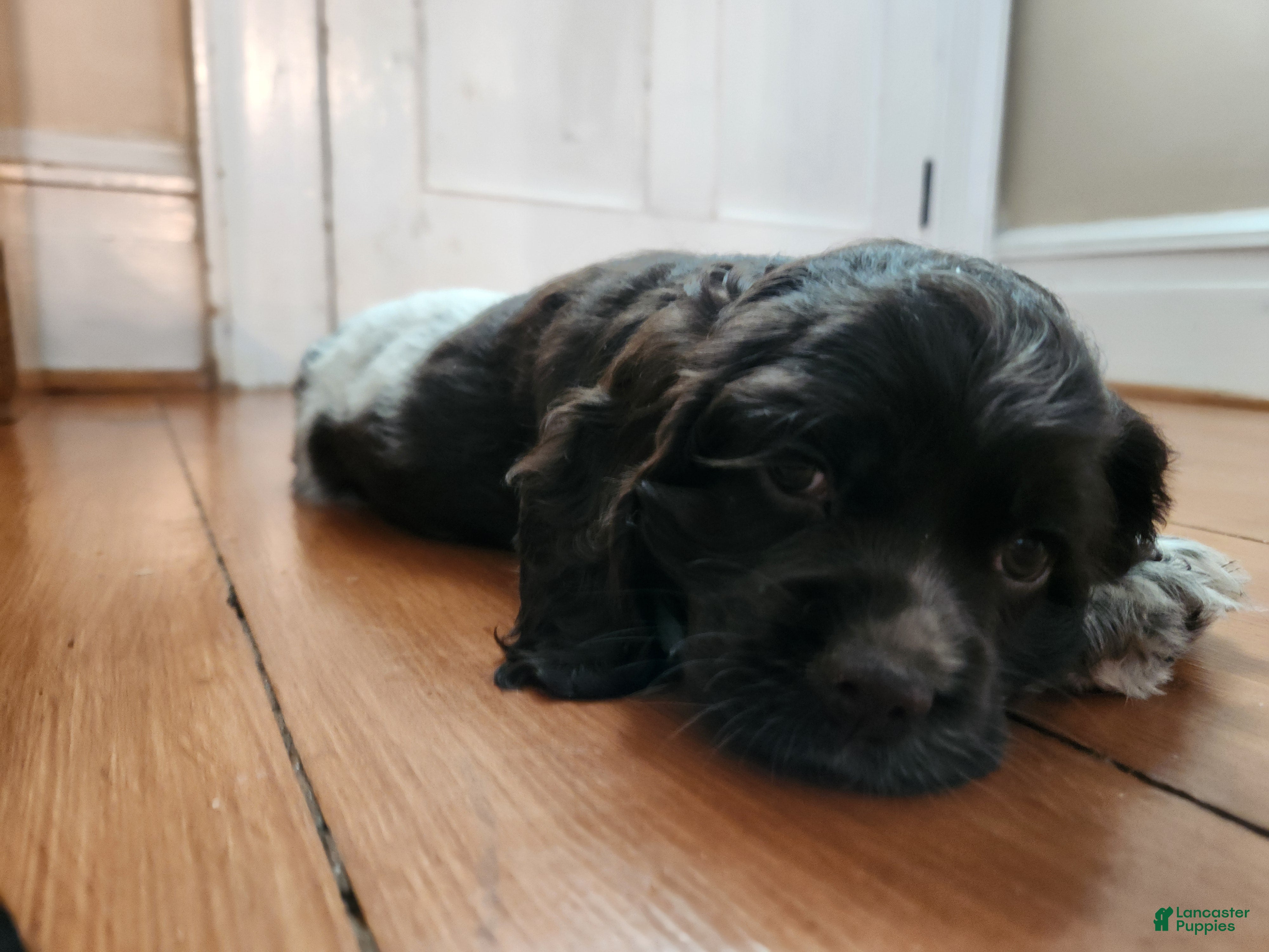 Cocker Spaniel dogs Abby (AKC reg) - Ad 2