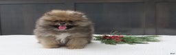 Pomeranian dogs for sale: DONALD - Ad 6