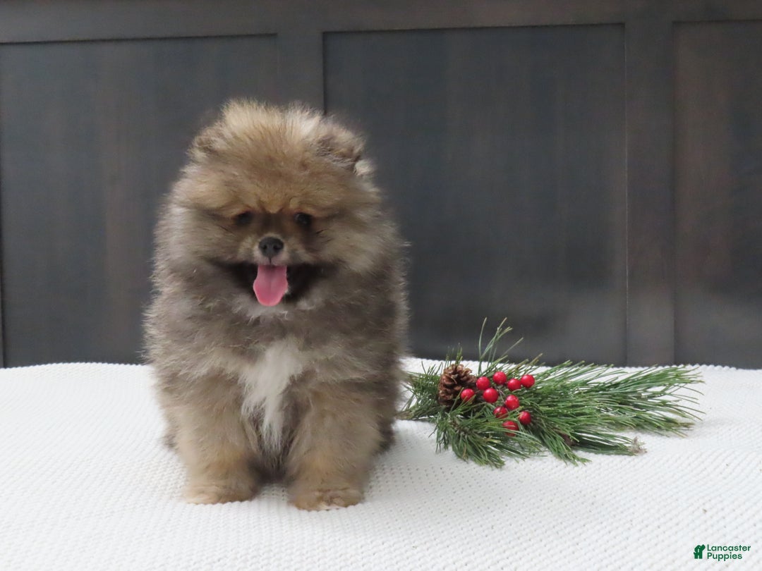 Pomeranian dogs for sale: DONALD - Ad 6