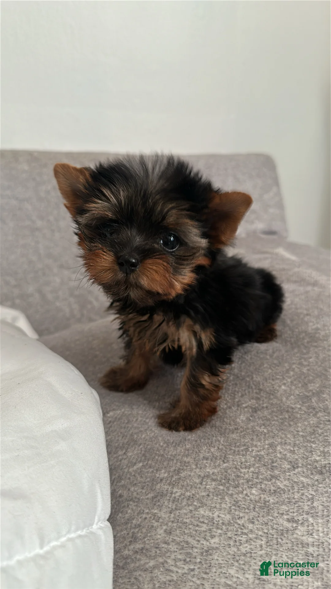 Yorkshire Terrier dogs for sale: Bruno  - Ad 2