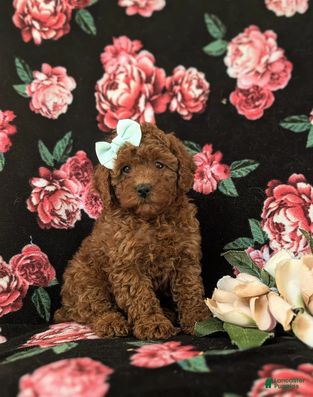 Miniature Poodle dogs for sale: Francesca 10 lbs Full Grown - Ad 3