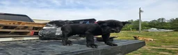 Cane Corso dogs for sale: Purple - Ad 3