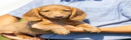 Miniature Dachshund dogs for sale: Peanut - Ad 5