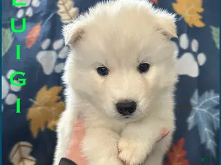 Siberian Husky dogs Luigi - Ad 39