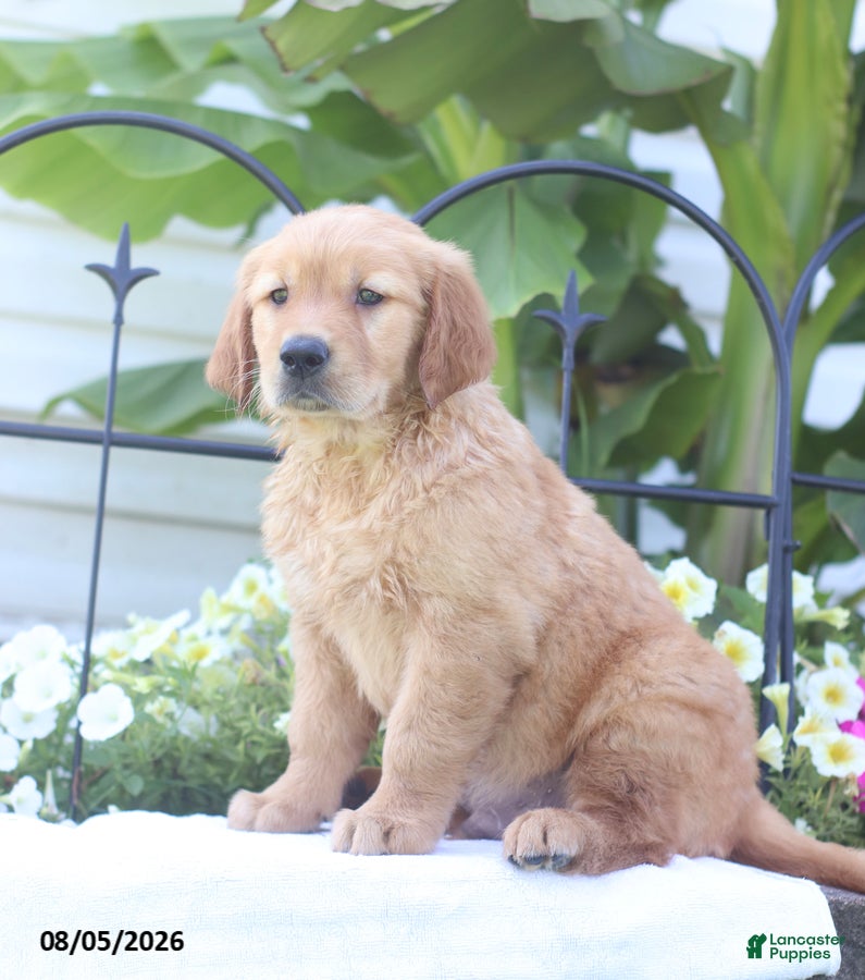 Golden Retriever dogs Champion - Ad 1