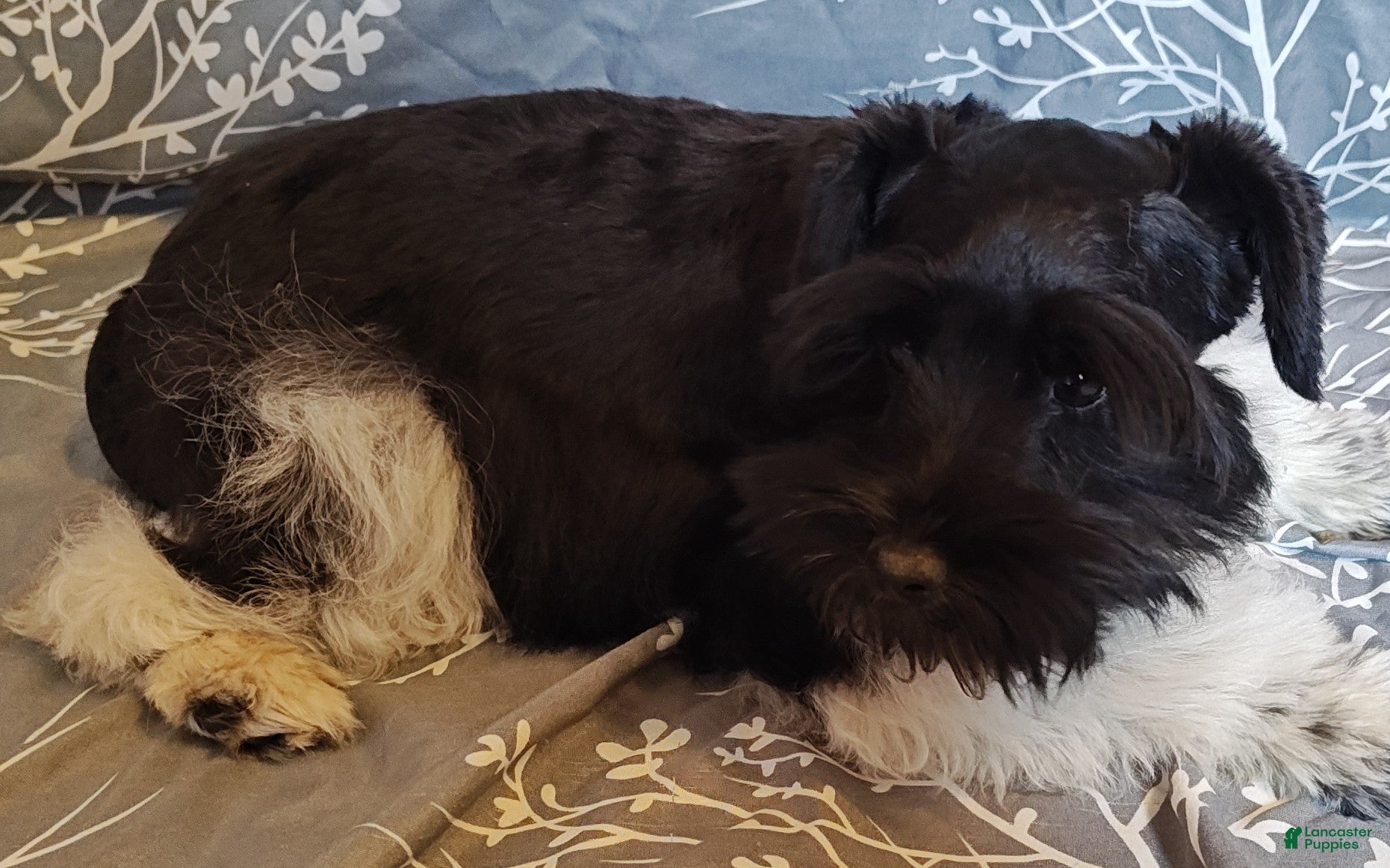 Miniature Schnauzer dogs Miniature Schnauzer Boy 1 - Ad 2