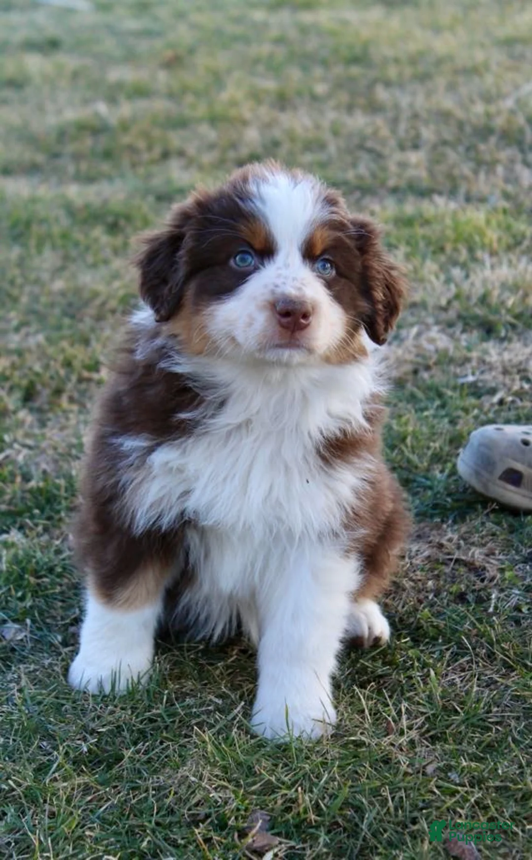 Australian Shepherd dogs for sale: Ivy - Ad 2