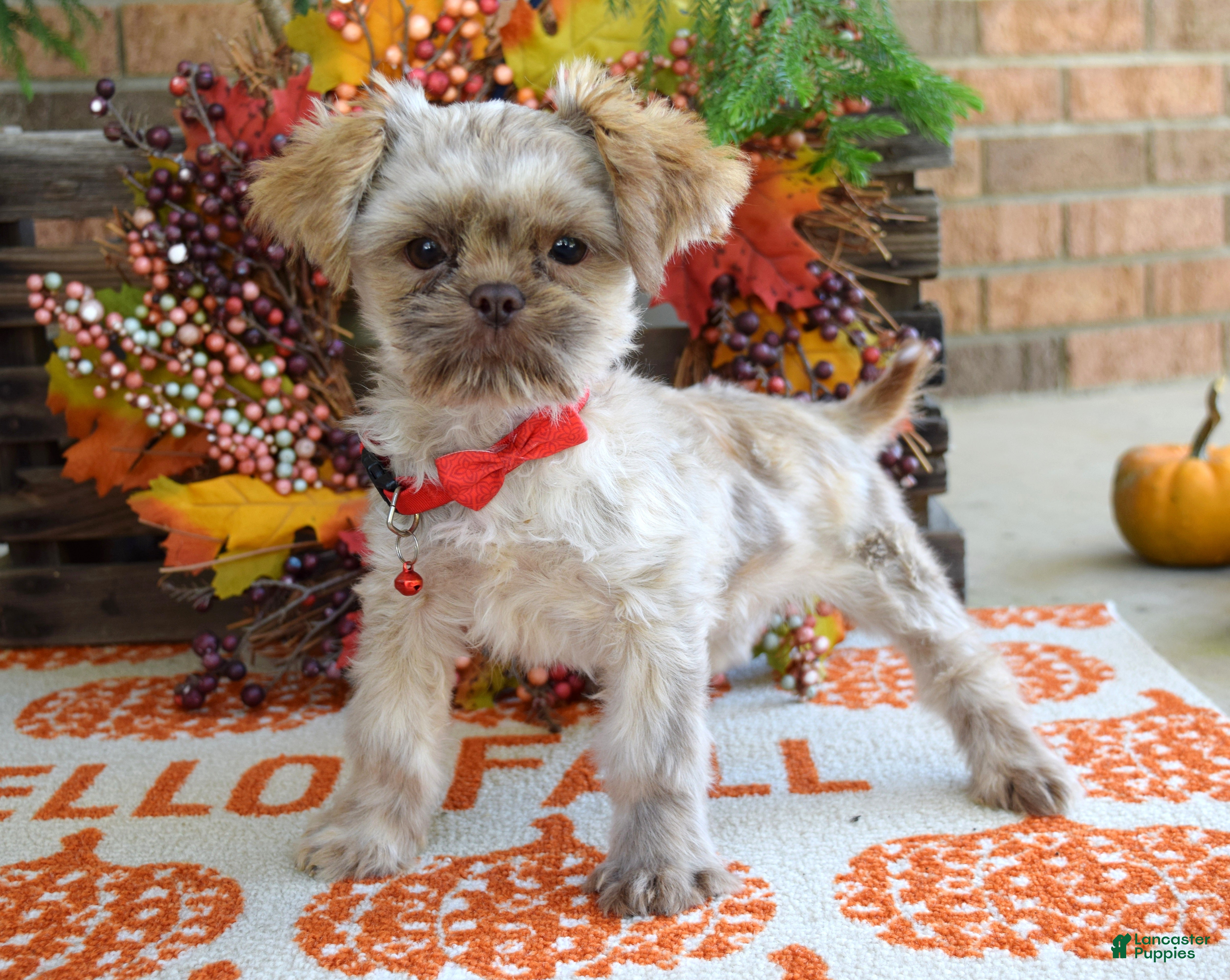 Shih Tzu dogs Riley - Ad 1