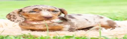 Miniature Dachshund dogs for sale: Sprinkles - Ad 4