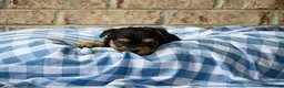 Morkie dogs for sale: Clint - Ad 4