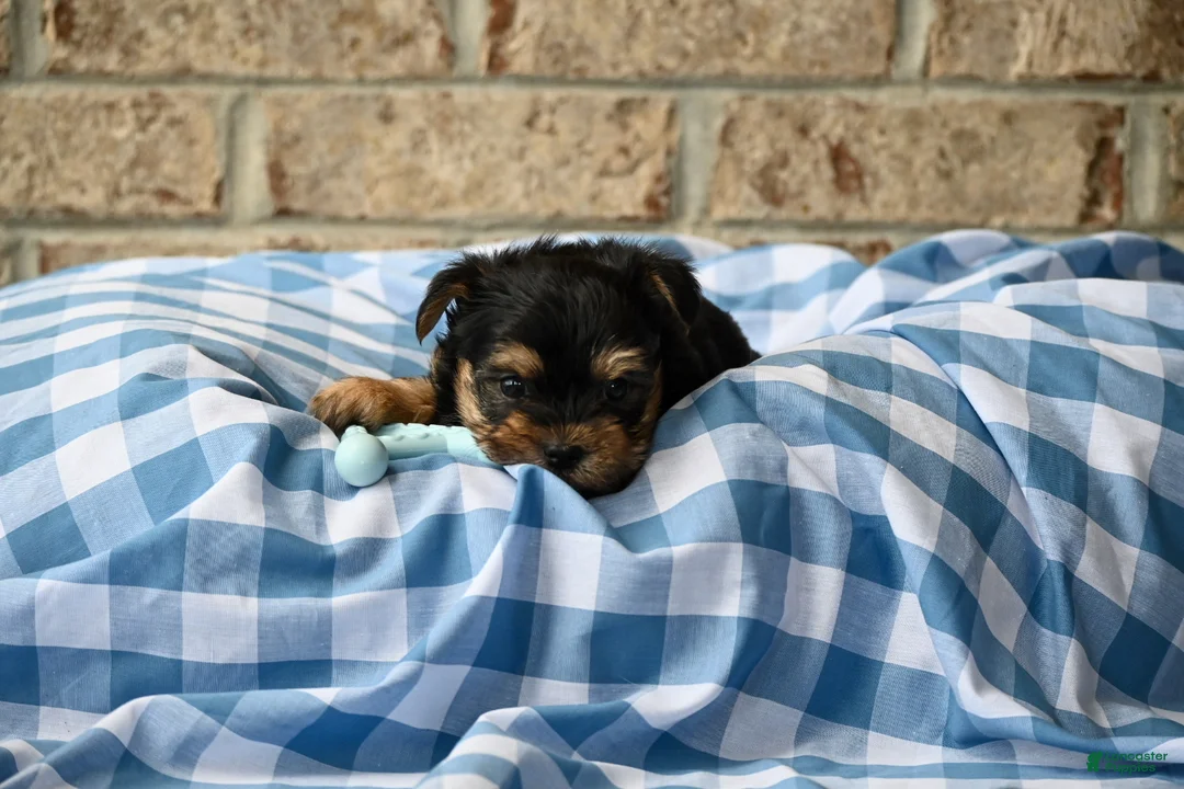Morkie dogs for sale: Clint - Ad 4