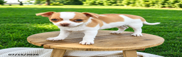 Chihuahua dogs for sale: Noelle - Ad 1