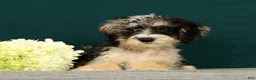 Mini Bernedoodle dogs for sale: Patrick - Ad 4