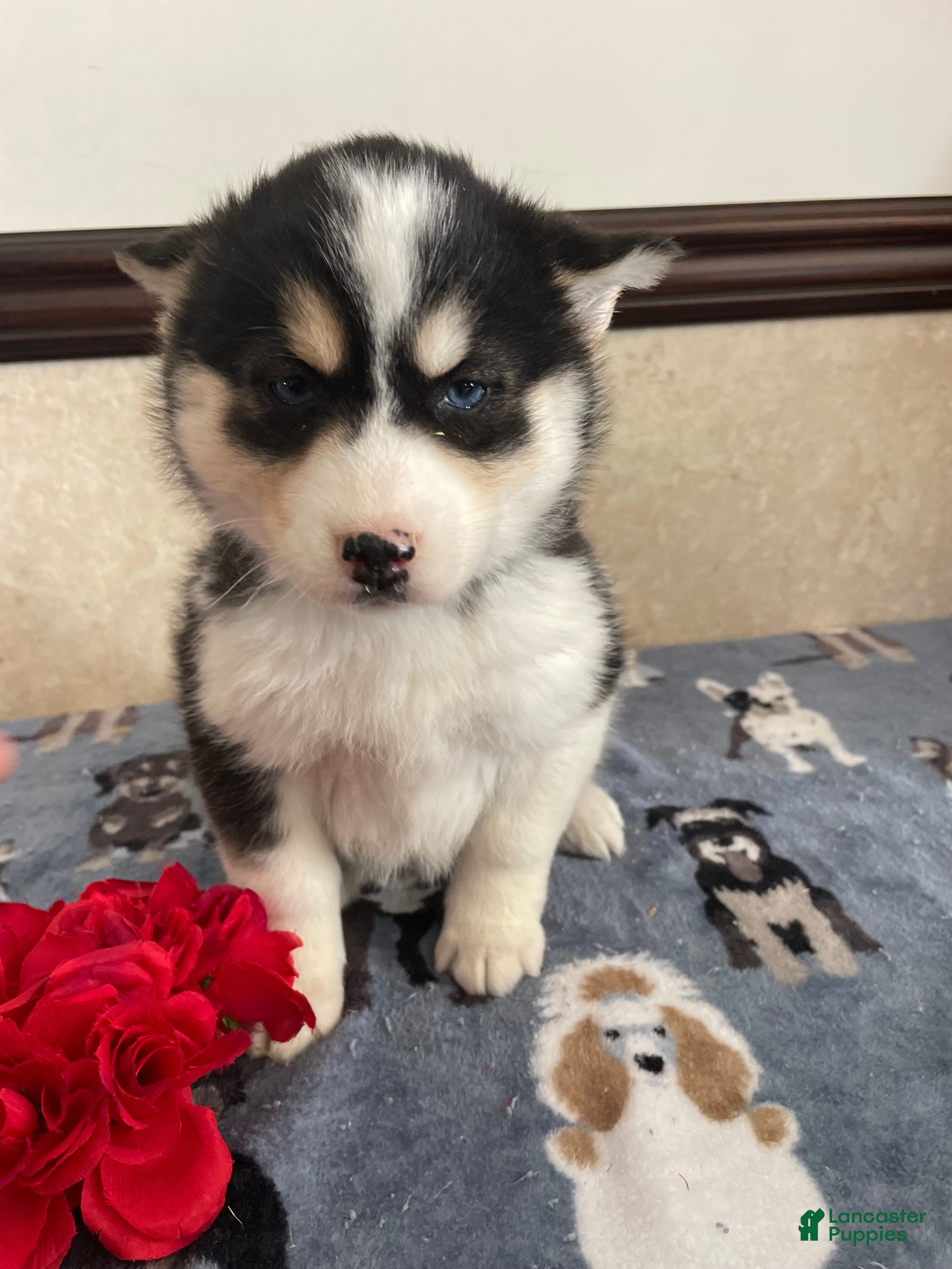 Pomsky dogs Phoebe - Ad 26
