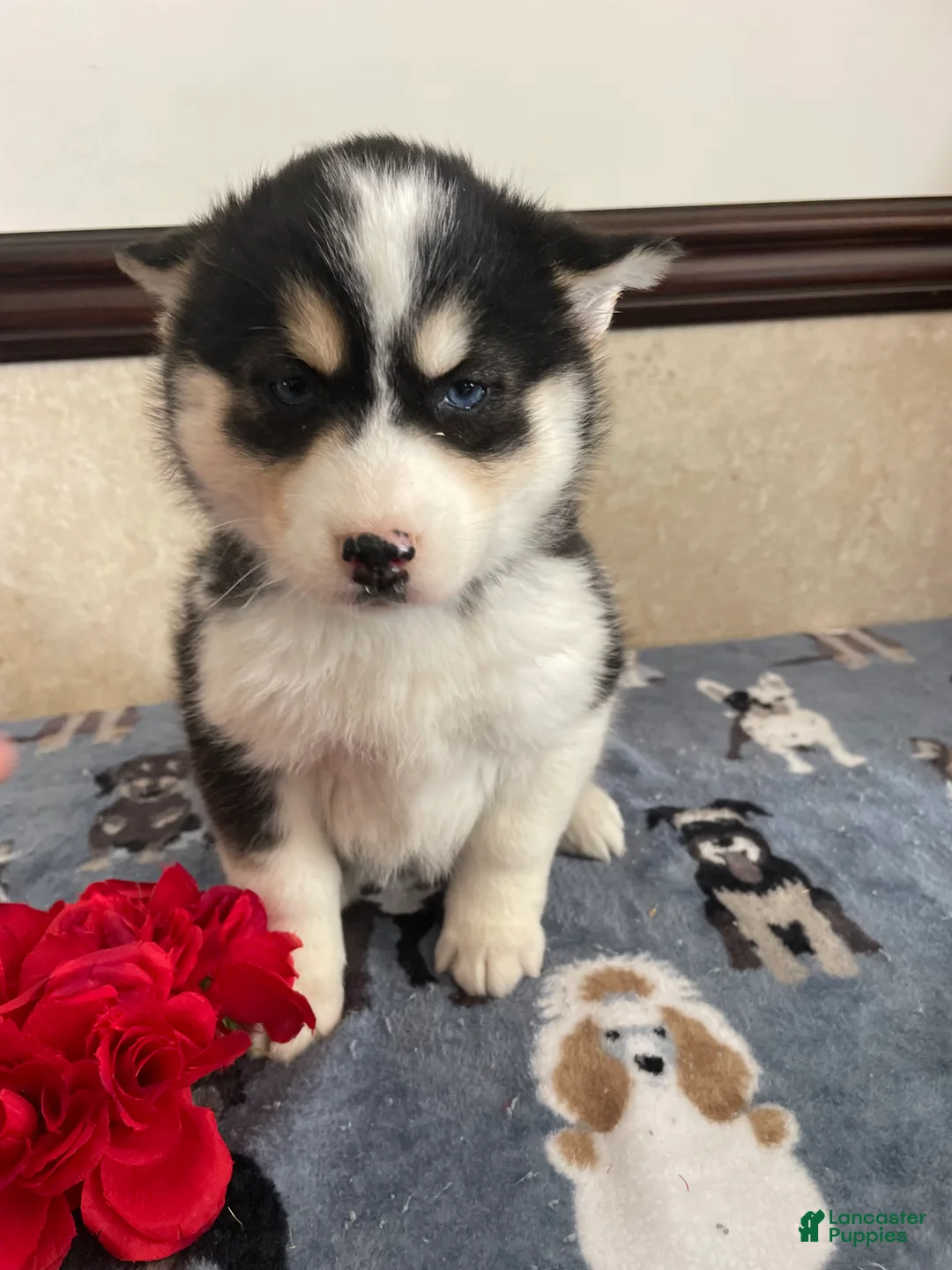 Pomsky dogs for sale: Phoebe - Ad 1