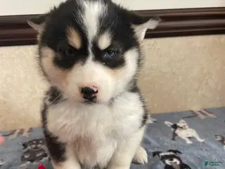 Pomsky dogs Phoebe - Ad 26