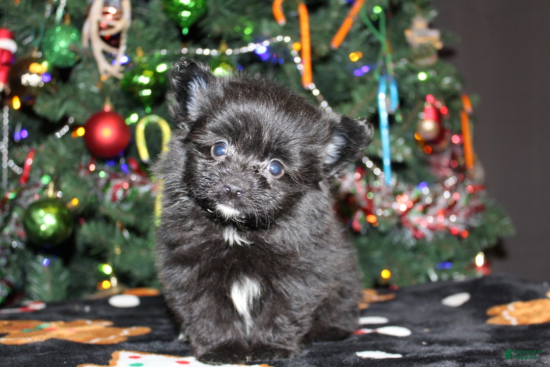 Pomapoo dogs for sale: Poppy - Ad 4