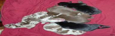 American Bully 6