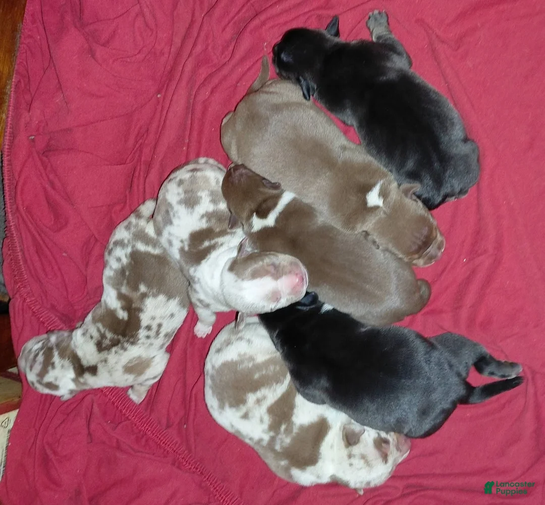 American Bully dogs for sale: American Bully 6 - Ad 1