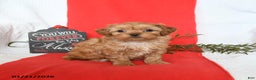 Shihpoo dogs for sale: Domino - Ad 4