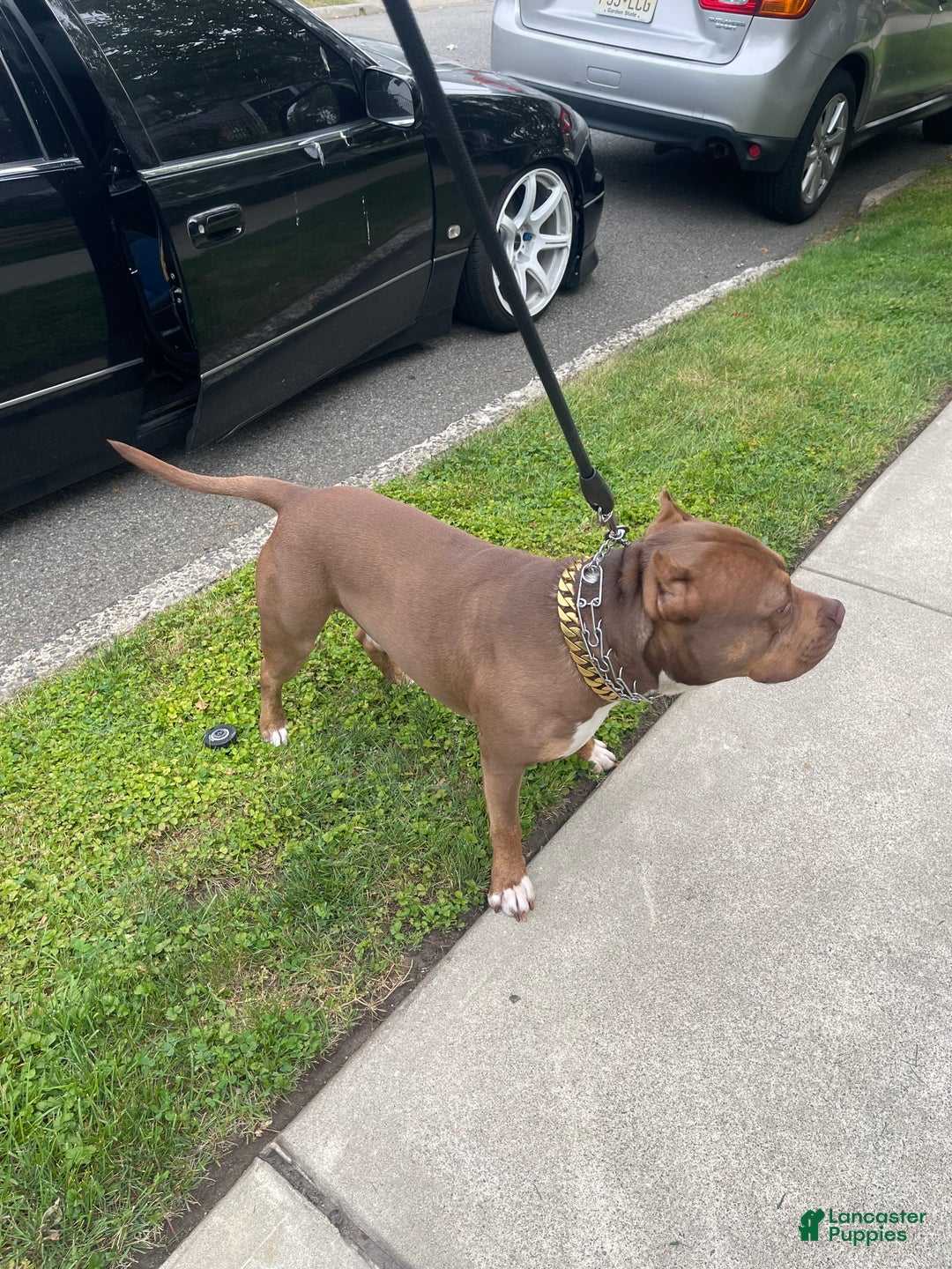 American Bully dogs for stud: Hager bullies kobe - Ad 2