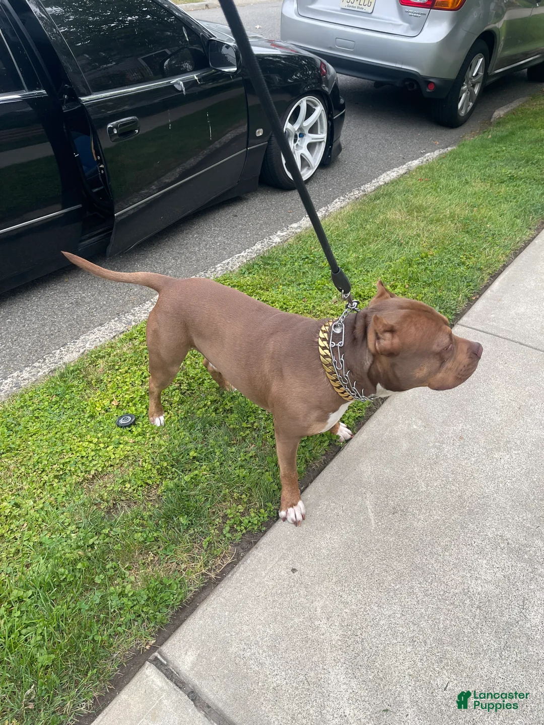 American Bully dogs for stud: Hager bullies kobe - Ad 2