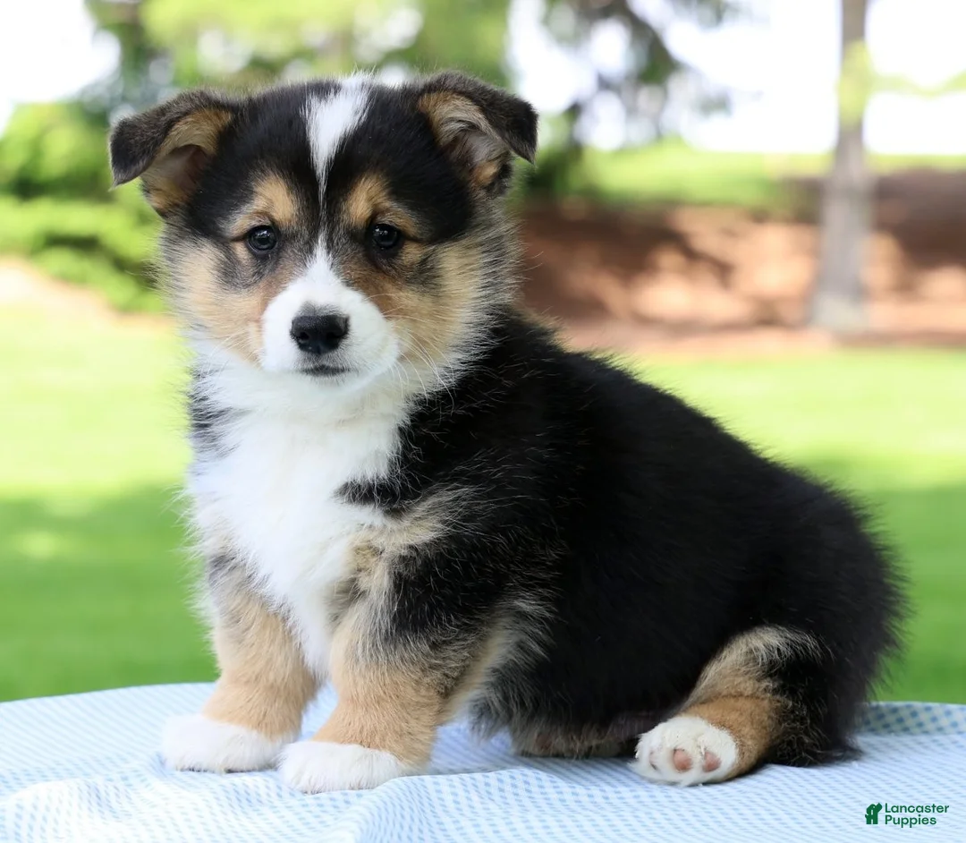 Welsh Corgi Pembroke dogs for sale: Wade - Ad 1