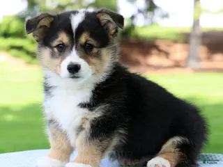 Welsh Corgi Pembroke dogs for sale: Wade - Ad 3