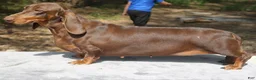 Dachshund dogs for sale: Darlene  - Ad 6