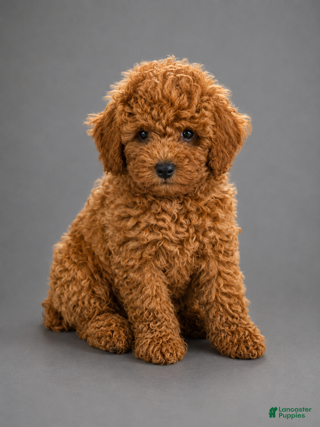 Toy Poodle dogs Copper - Ad 37